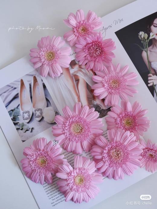 精品小众花材弗朗非洲菊合集 商品图10