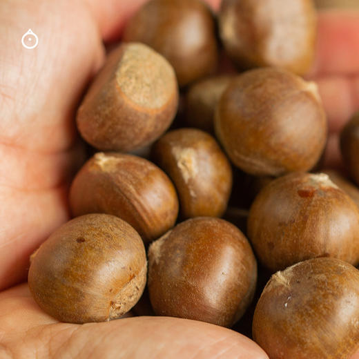 企鹅市集|北京怀柔板栗 油栗生板栗2斤/5斤装 手工挑选 肉质厚实 商品图0