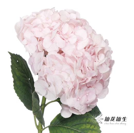 绣球 | 米朵【冬季颜色比较深，介意慎拍】 商品图1