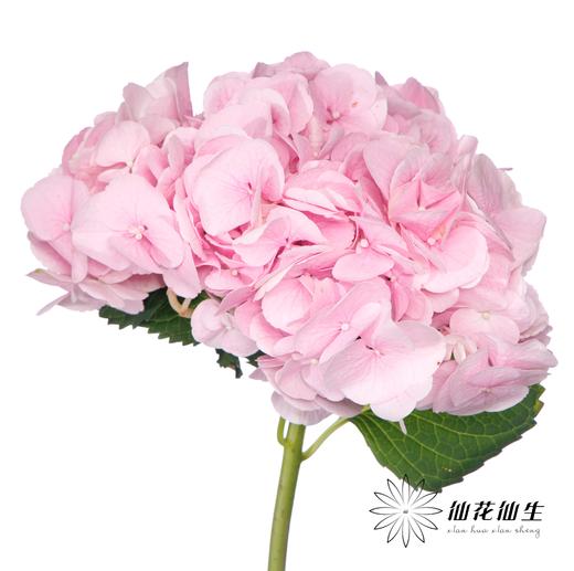 绣球 | 迪瑞特的初恋 商品图2