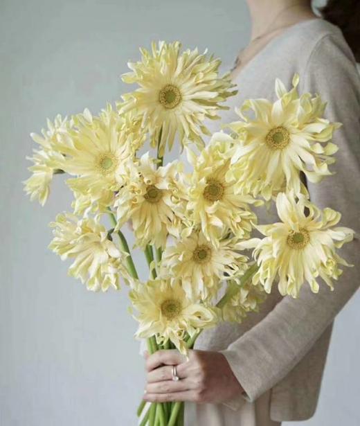 精品小众花材弗朗非洲菊合集 商品图6