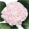 绣球 | 迪瑞特甜蜜璀璨 商品缩略图3