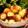 70年爷爷种的“冰糖脆”冬枣，皮薄肉厚95%可食 商品缩略图0