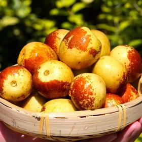 70年爷爷种的“冰糖脆”冬枣，皮薄肉厚95%可食