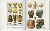 Seba. Cabinet of Natural Curiosities. 45th Ed. / 塞巴. 自然奇珍柜（45周年纪念版）/Taschen 45周年系列 商品缩略图4