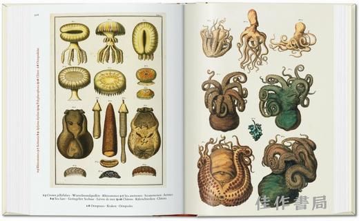 Seba. Cabinet of Natural Curiosities. 45th Ed. / 塞巴. 自然奇珍柜（45周年纪念版）/Taschen 45周年系列 商品图4
