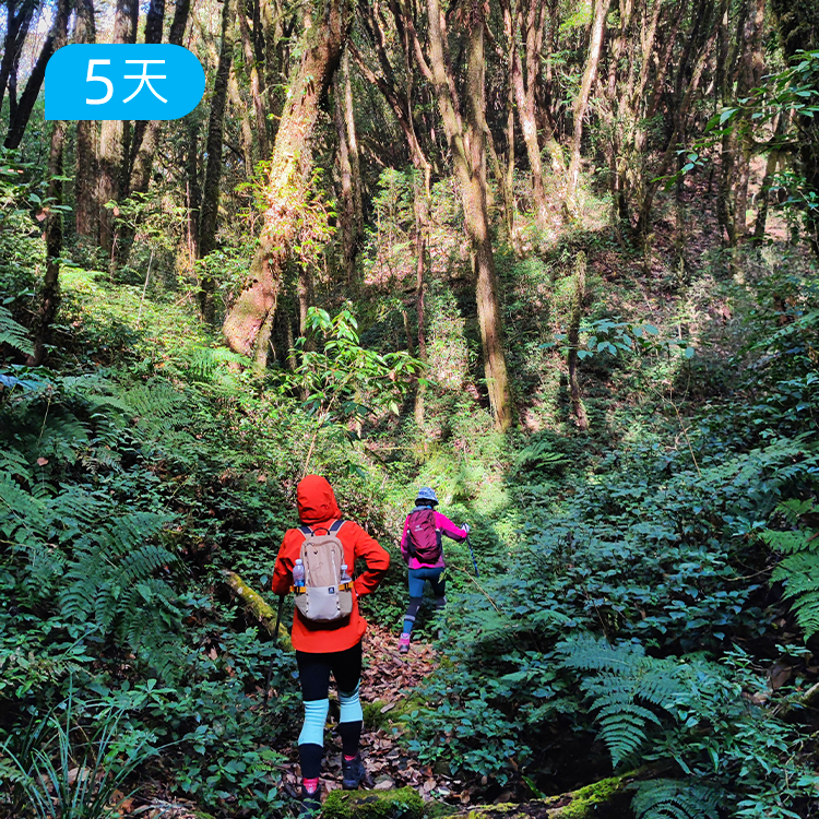 高黎贡45公里轻徒步｜毛毛球森林 玉璧古道穿越 重走茶马古道 怒江野温泉 腾冲火山徒步