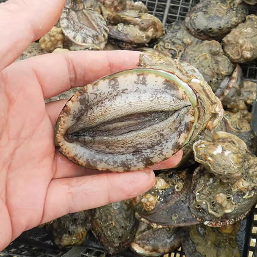 特大鲍鱼干50克6个海鲜干货1斤500g约60头莆田南日鲍 商品图1