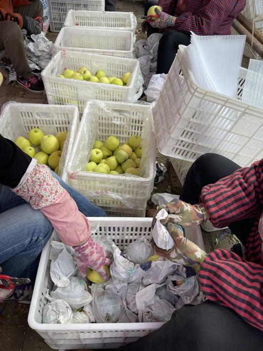 【新鲜水果】 枝悦正宗甘肃庆阳瑞雪苹果 2025年新果 青苹果一级果 果香脆甜 口感浓郁  农残检测0残留 产地直发 商品图6