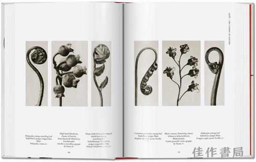 Karl Blossfeldt. The Complete Published Work. 40th Ed. / 卡尔·布洛斯菲尔德 出版作品全集 /Taschen 40周年系列 商品图3