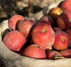 新疆阿克苏苹果  商品缩略图3