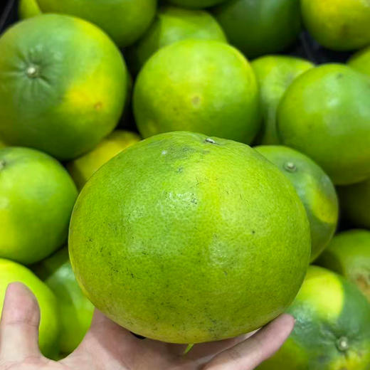 新鲜水果 青皮葡萄柚1.98元/斤  3斤起售（称重退差，多退少补） 商品图1