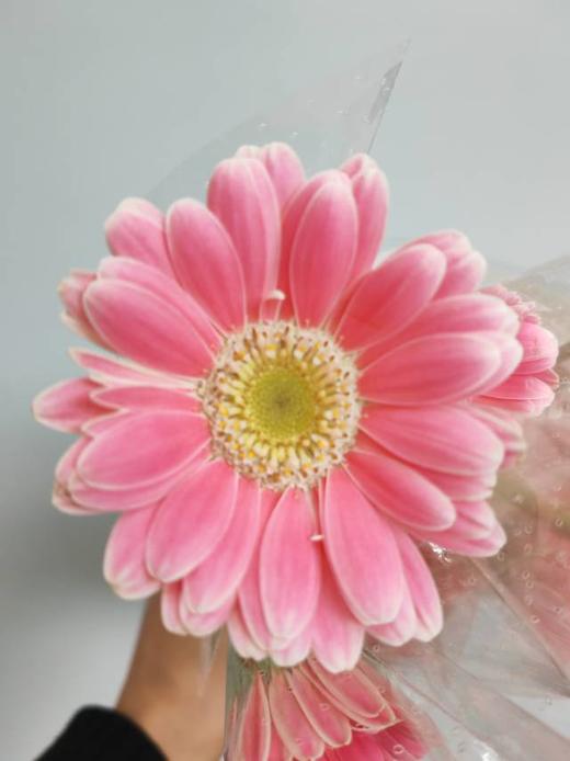 精品小众花材弗朗非洲菊合集 商品图2