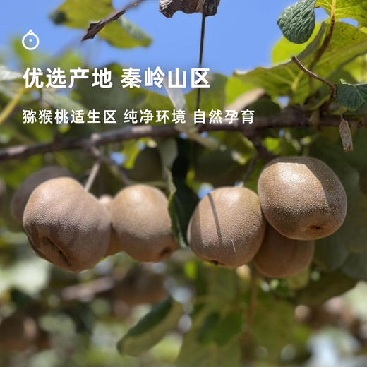 企鹅市集|陕西渭南 翠香/金龙 双拼猕猴桃 果汁般柔软甜蜜 十足芳香甜蜜 商品图5