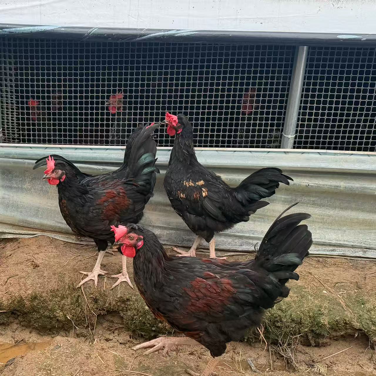 【上门自提】盐焗童子鸡800g|只