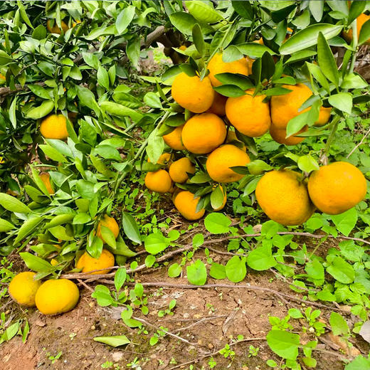 新鲜水果  皮薄无渣丹江口凉水河蜜橘 5斤 商品图3