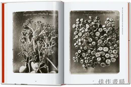 Karl Blossfeldt. The Complete Published Work. 40th Ed. / 卡尔·布洛斯菲尔德 出版作品全集 /Taschen 40周年系列 商品图2