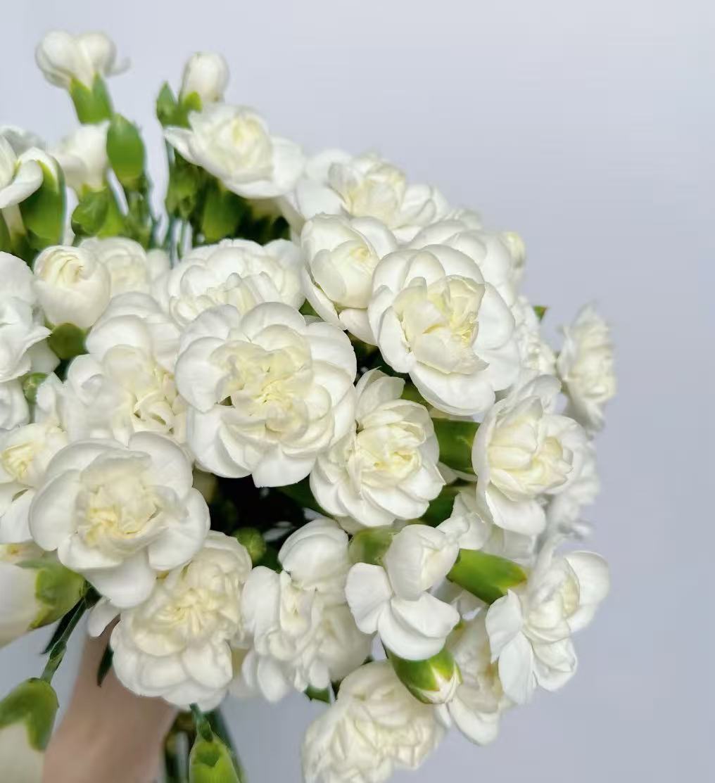 多头康乃馨 | 茉莉圆瓣