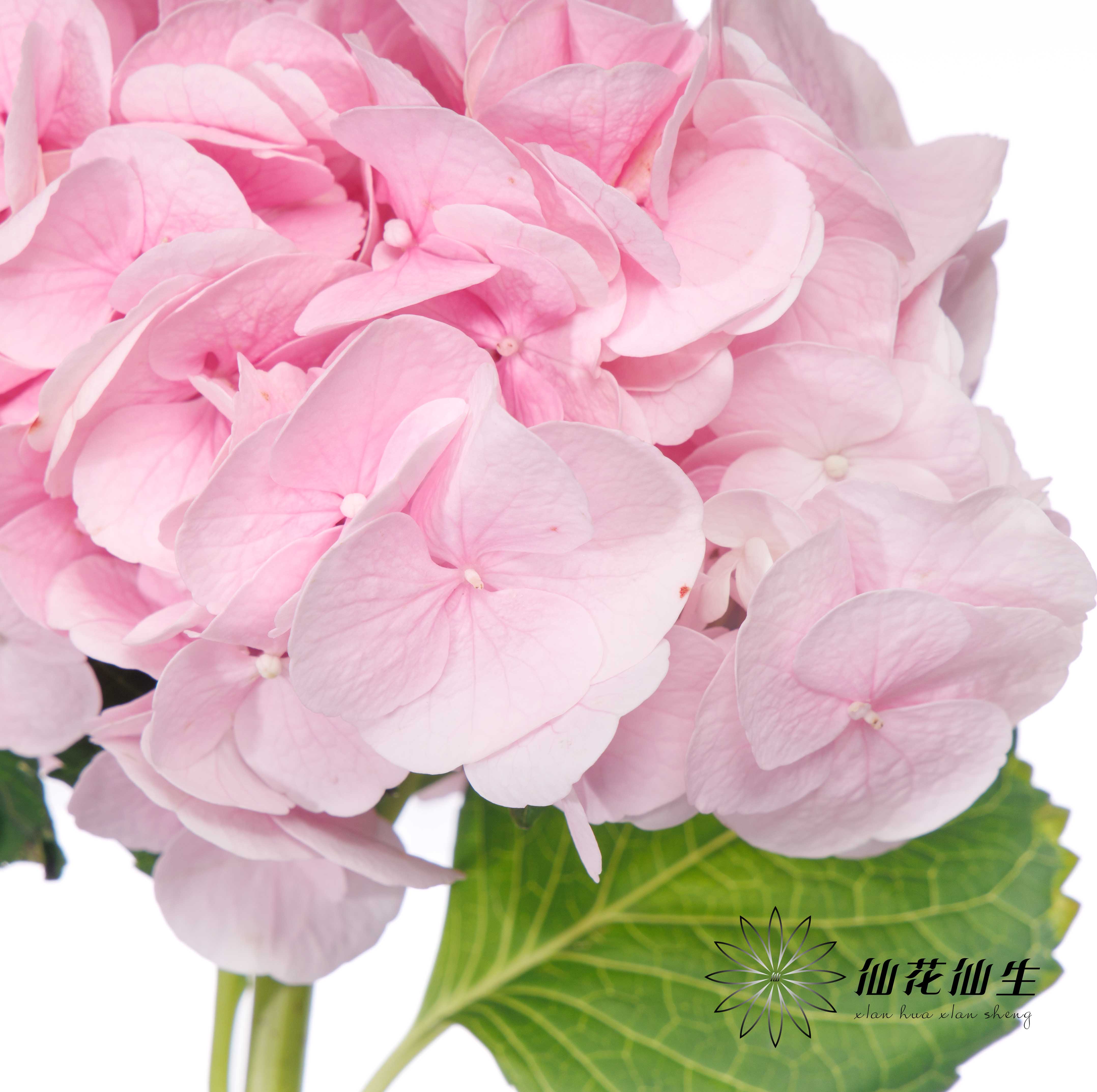 绣球 | 迪瑞特的初恋