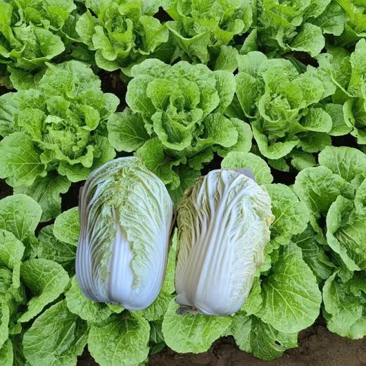 郭老师家酵素种植蔬菜 白菜、胡萝卜、贵族南瓜、红薯、芋艿 辽宁光海农场八年酵素种植蔬菜 商品图9