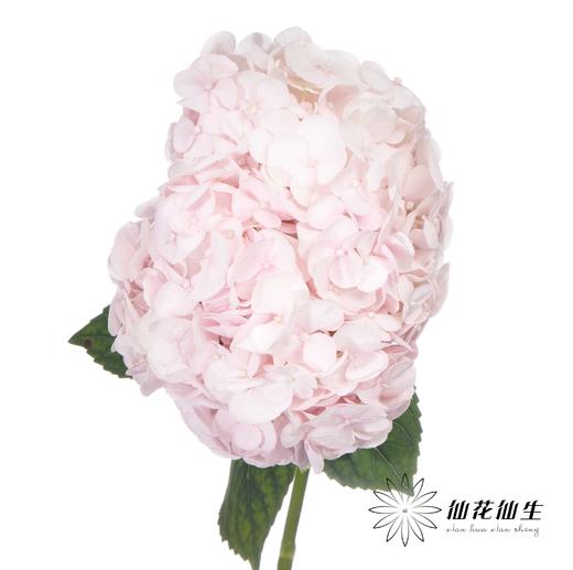 绣球 | 米朵【冬季颜色比较深，介意慎拍】 商品图4