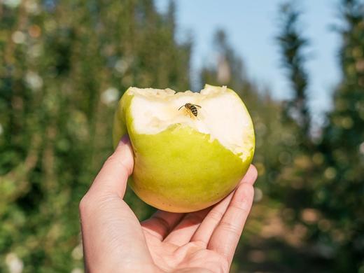 【新鲜水果】 枝悦正宗甘肃庆阳瑞雪苹果 2025年新果 青苹果一级果 果香脆甜 口感浓郁  农残检测0残留 产地直发 商品图4
