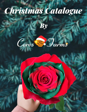 【预定】2025圣诞节厄瓜多尔进口染色玫瑰花10支