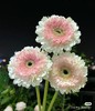 精品小众花材弗朗非洲菊合集 商品缩略图14