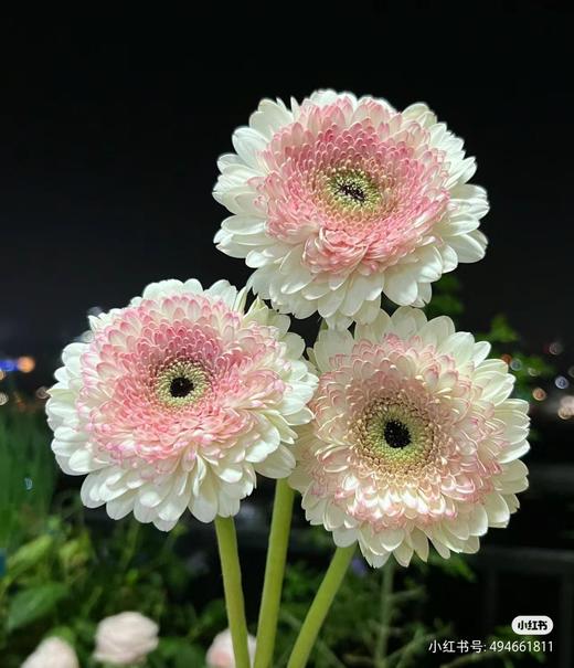 精品小众花材弗朗非洲菊合集 商品图14