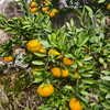 新鲜水果  皮薄无渣丹江口凉水河蜜橘 5斤 商品缩略图2