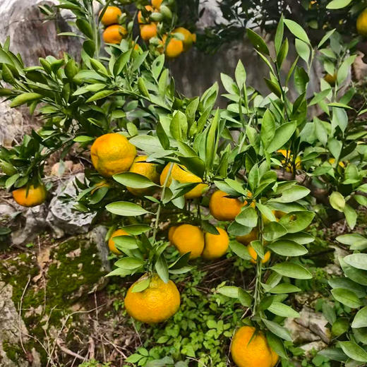 新鲜水果  皮薄无渣丹江口凉水河蜜橘 5斤 商品图2