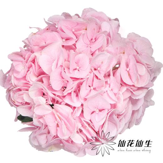 绣球 | 迪瑞特的初恋 商品图1