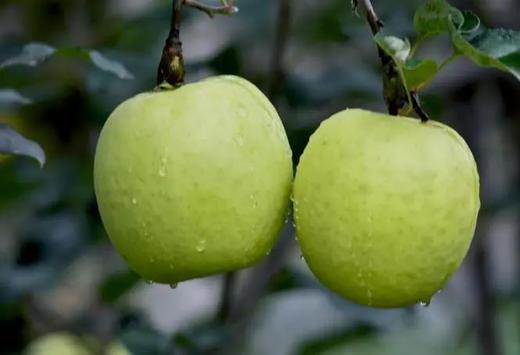 【新鲜水果】 枝悦正宗甘肃庆阳瑞雪苹果 2025年新果 青苹果一级果 果香脆甜 口感浓郁  农残检测0残留 产地直发 商品图11