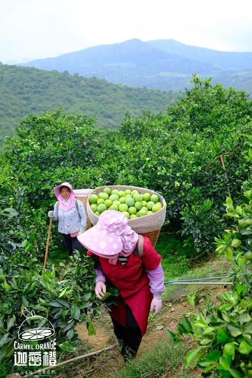 云南高山迦蜜有机冰糖橙，真有机，鲜果采摘，清甜清新清香鲜泽，小小个头大补VC，不打蜡不催熟不用甜蜜素 商品图0