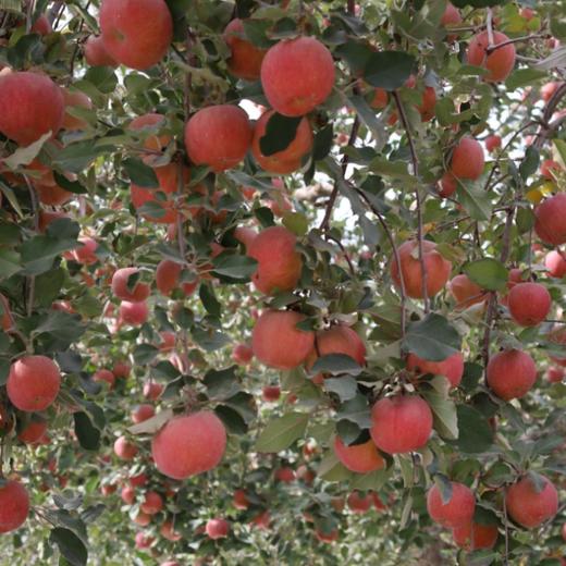 新疆阿克苏苹果  商品图2