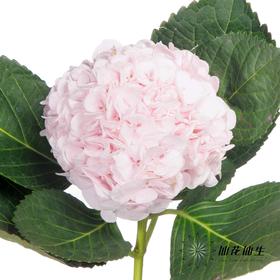 绣球 | 迪瑞特甜蜜璀璨