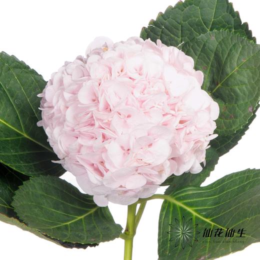 绣球 | 迪瑞特甜蜜璀璨 商品图0