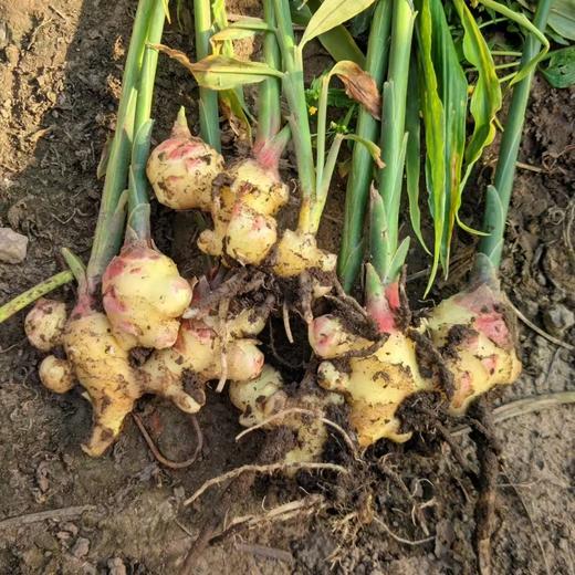 郭老师家酵素种植蔬菜 白菜、胡萝卜、贵族南瓜、红薯、芋艿 辽宁光海农场八年酵素种植蔬菜 商品图4