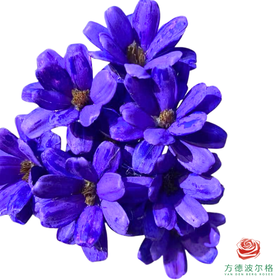 永生瓜子莲 紫色