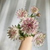 大星芹粉色丨进口花材 商品缩略图2