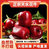 【分仓直发包邮】甘肃天水高山花牛苹果4.5斤彩箱装中果 商品缩略图1
