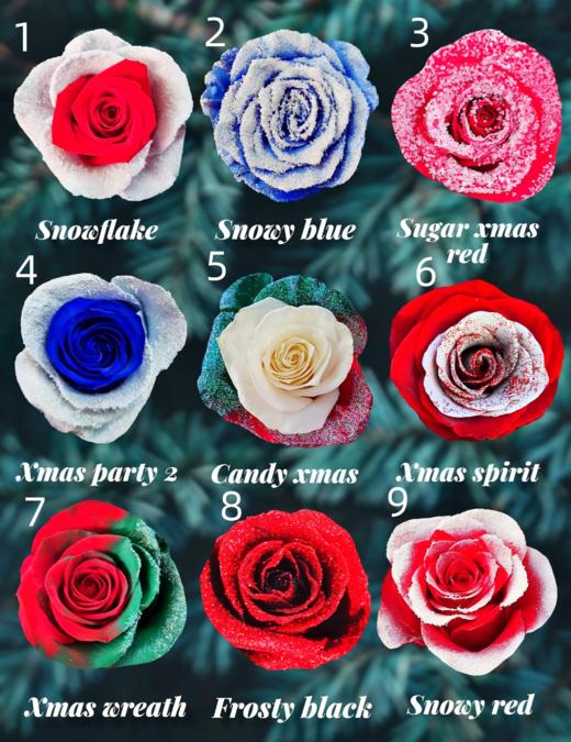 【预定】2025圣诞节厄瓜多尔进口染色玫瑰花10支 商品图1