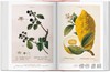 A Garden Eden. Masterpieces of Botanical Illustration. 45th Ed./伊甸园：植物插图杰作（45周年纪念版）/Taschen 45周年系列 商品缩略图4