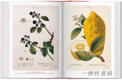 A Garden Eden. Masterpieces of Botanical Illustration. 45th Ed./伊甸园：植物插图杰作（45周年纪念版）/Taschen 45周年系列 商品图4