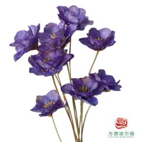 永生银铃花 紫色