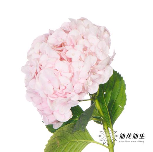 绣球 | 米朵【冬季颜色比较深，介意慎拍】 商品图5