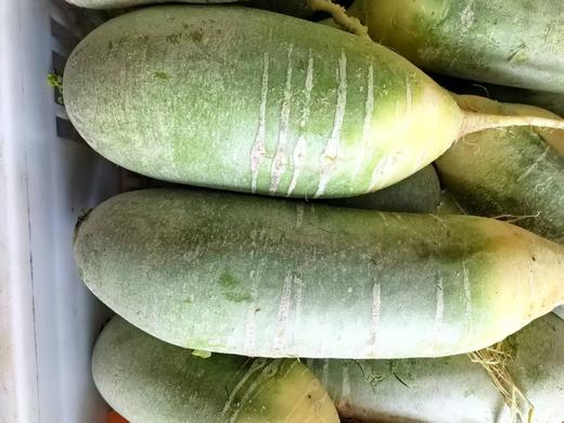 青萝卜（3元一斤） 商品图0