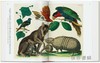 Seba. Cabinet of Natural Curiosities. 45th Ed. / 塞巴. 自然奇珍柜（45周年纪念版）/Taschen 45周年系列 商品缩略图3