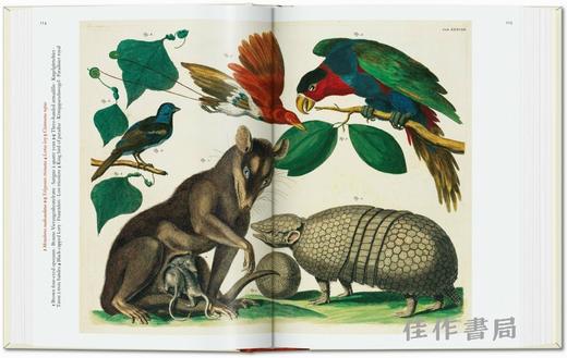 Seba. Cabinet of Natural Curiosities. 45th Ed. / 塞巴. 自然奇珍柜（45周年纪念版）/Taschen 45周年系列 商品图3