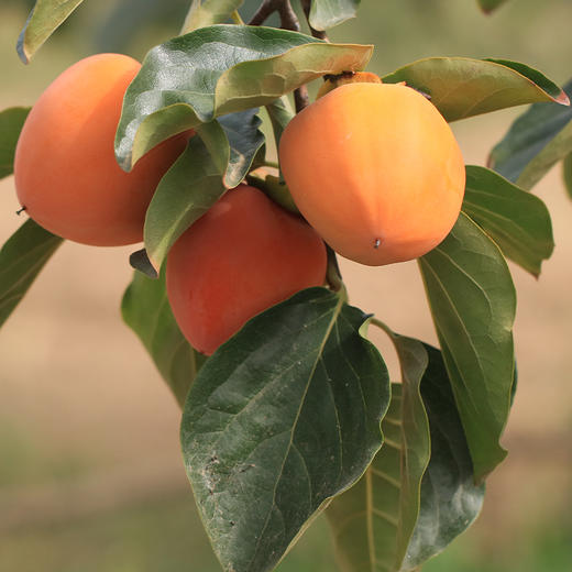 【富平冰柿 鲜食流心柿饼】产自陕西富平，原料果中国柿乡陕西富平尖柿，精选霜降后鲜果子制作出来的柿饼鲜甜可口 商品图4